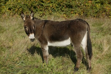 Normandy Donkey