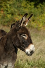 Portrait of Normandy Donkey