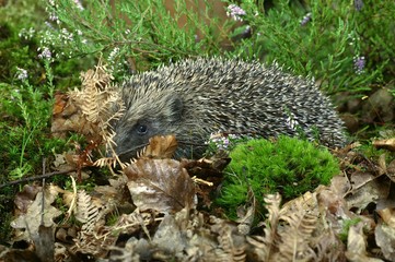 European Hedgehog, erinaceus europaeus, Normandy