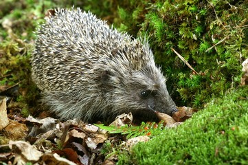 European Hedgehog, erinaceus europaeus, Normandy