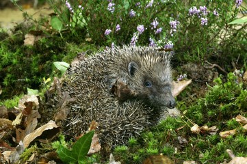European Hedgehog, erinaceus europaeus, Normandy © slowmotiongli