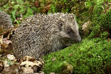 European Hedgehog, erinaceus europaeus, Normandy