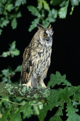 Long-Eared Owl, asio otus, Normandy