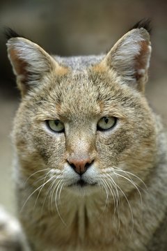 Jungle Cat, felis chaus, Portrait of Male