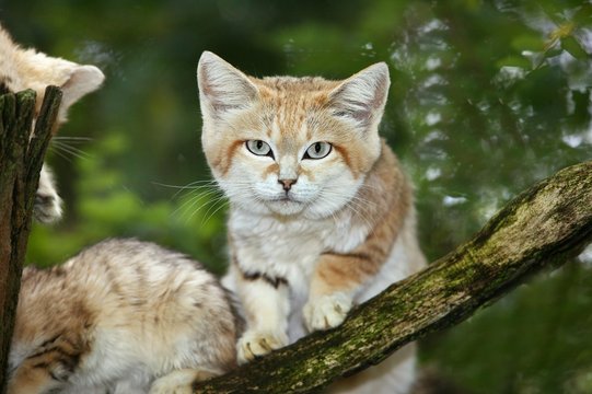 Sand Cat, felis margarita, Female with Young standing on Branch
