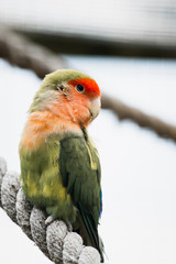 Perruche colorée inséparable rose gorge ou agapornis roseicollis