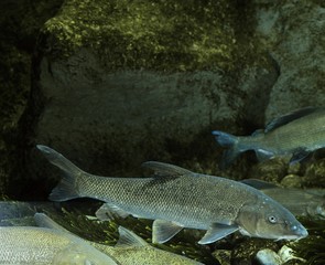 Barbel, barbus barbus