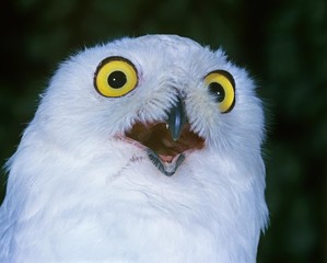 Snowy Owl, nyctea scandiaca, with Open Beak, Calling