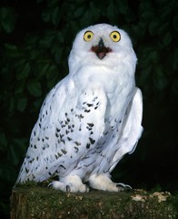 Obraz premium Snowy Owl, nyctea scandiaca, with Open Beak, Calling