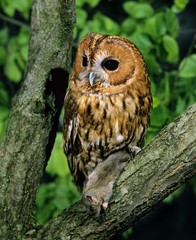 Eurasian Tawny Owl, strix aluco with a Prey, a house mouse