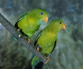 Fototapeta na wymiar Eclectus Parrot, eclectus roratus, Males standing on Branch