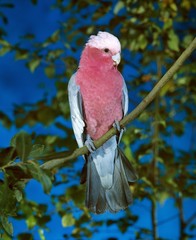 Galah, eolophus roseicapilla, standing on branch