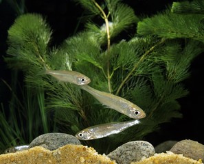 Sunbleak, leucaspius delineatus