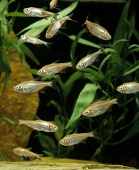 Tetra, astyanas sp.