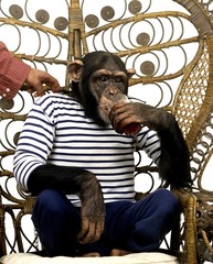 Chimpanzee, pan troglodytes, Trained Animal with Man Clothes