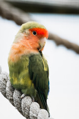 Perruche colorée inséparable rose gorge ou agapornis roseicollis