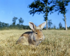 Angora Domestic Rabbit