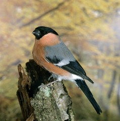Bullfinch, pyrrhula pyrrhula, Male