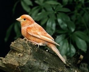 Red Canary, serinus canaria