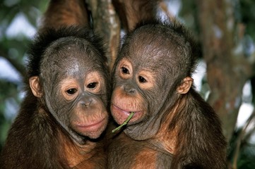 Orang Utan, pongo pygmaeus, Portrait of Youngs with Funny Face, Borneo