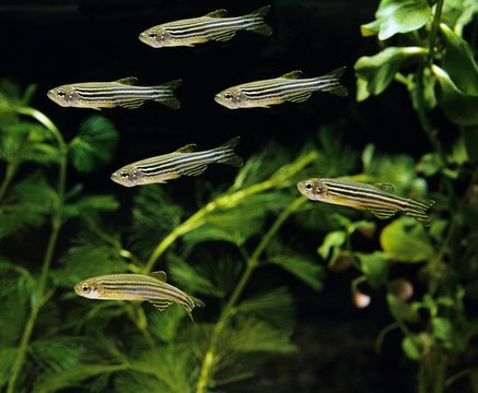 Zebrafish, brachydanio rerio