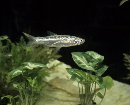 Sunbleak, leucaspius delineatus