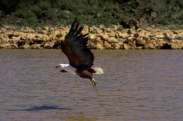 African Fish-Eagle, haliaeetus vocifer, in flight, fishing at Baringo lake in Kenya