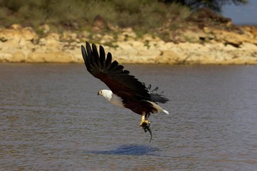 African Fish-Eagle, haliaeetus vocifer, in flight, fishing at Baringo lake in Kenya