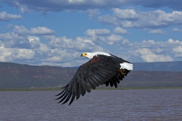 African Fish-Eagle, haliaeetus vocifer, in flight, Baringo lake in Kenya