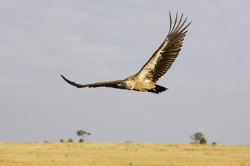 African White Backed Vulture, gyps africanus, in Flight, Masai Mara Park in Kenya