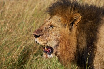 Obraz na płótnie Canvas African Lion, panthera leo, Male, Masai Mara Park in Kenya