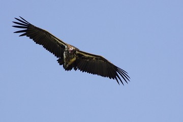 Lappet Faced Vulture, torgos tracheliotus, In Flight, Masai Mara Park in Kenya