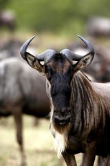 Blue Wildebeest, connochaetes taurinus, Portrait, Masai Mara park in Kenya