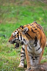 Siberian Tiger, panthera tigris altaica, Adult with a Kill, Snarling in Defensive Posture