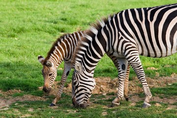 Fototapeta na wymiar Grant's Zebra, equus burchelli boehmi, Mother with Foal