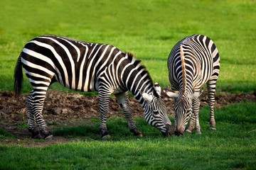 Fototapeta na wymiar Grant's Zebra, equus burchelli boehmi