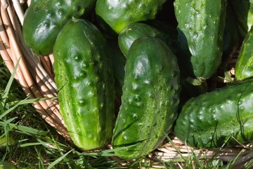 Gherkin or Pickle, cucumis sativus, Vegetable Garden in Normandy