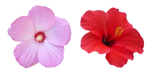 Hibiscus pink and red flower on isolated white background.