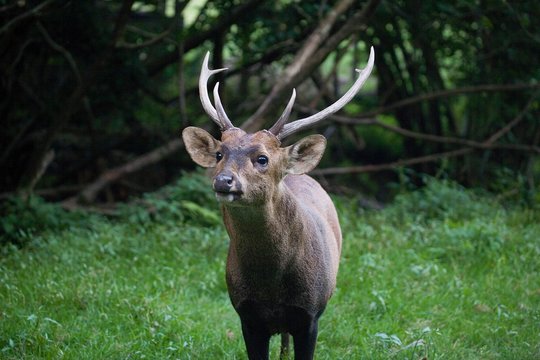 Hog Deer, axis porcinus, Male