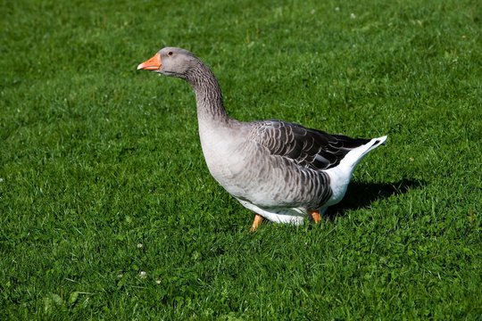 Toulouse Domestic Goose, Producing Pate de Foie Gras in France