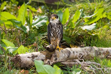 Eurasian Hobby, falco subbuteo, with a Prey, Normandy