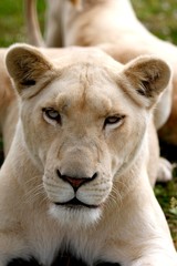 Obraz na płótnie Canvas White Lion, panthera leo krugensis, Portrait of Female