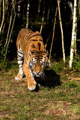Siberian Tiger, panthera tigris altaica