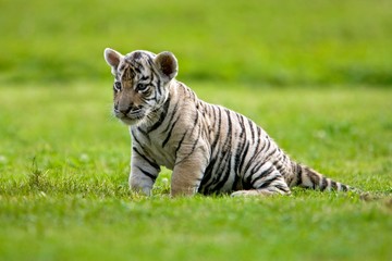 Fototapeta na wymiar White Tiger, panthera tigris, Cub standing on Grass