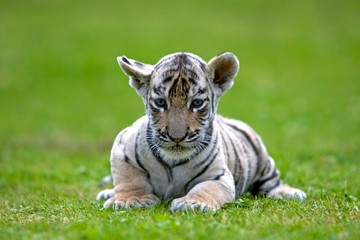 White Tiger, panthera tigris, Cub standing on Grass