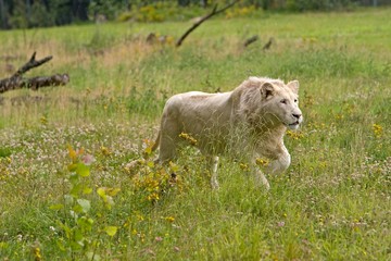 White Lion, panthera leo krugensis, Male
