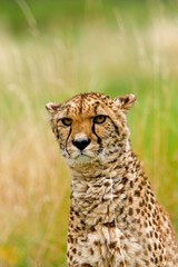 Cheetah, acinonyx jubatus, Portrait