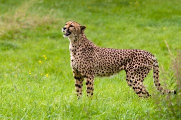 Cheetah, acinonyx jubatus