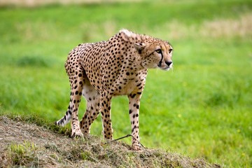 Cheetah, acinonyx jubatus