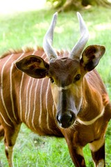 Bongo, taurotragus euryceros, Male